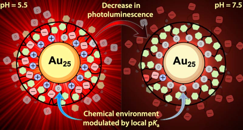 Our models explained the mode of action for ultrasmall peptide-protected gold nanoclusters – a promising class of bioresponsive material exhibiting pH-sensitive photoluminescence. From ACS Nano 2022